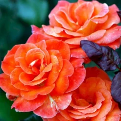'Dronning Ingrid'™ Rosa X 'Dronning Ingrid'™ (storblomstrende) A-Kvalitet,- Barrods Roser Min. 3 Grene -Tilbud Lys Haven Butik p2036 51251 rosa x dronning ingrid storblomstrende f2ac