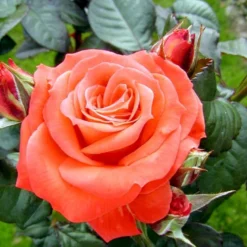 'Dronning Ingrid'™ Rosa X 'Dronning Ingrid'™ (storblomstrende) A-Kvalitet,- Barrods Roser Min. 3 Grene -Tilbud Lys Haven Butik p2036 51252 rosa x dronning ingrid storblomstrende 4a09