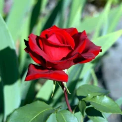 'Erotika'® Rosa X 'Erotika'® (Storblomstrende) A-Kvalitet,- Barrods Roser Min. 3 Grene