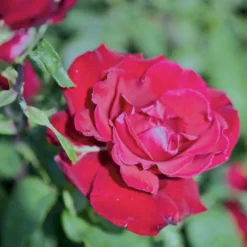 'Erotika'® Rosa X 'Erotika'® (Storblomstrende) A-Kvalitet,- Barrods Roser Min. 3 Grene -Tilbud Lys Haven Butik p2040 51261 rosa x erotika storblomstrende b7c7