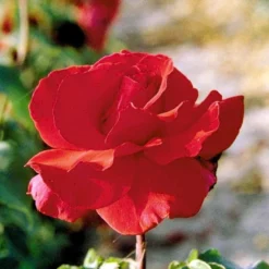 'Erotika'® Rosa X 'Erotika'® (Storblomstrende) A-Kvalitet,- Barrods Roser Min. 3 Grene -Tilbud Lys Haven Butik p2040 51262 rosa x erotika storblomstrende ab98