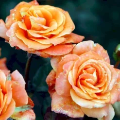 'Flora Danica'™ Rosa X 'Flora Danica'™ (Storblomstrende) A-Kvalitet,- Barrods Roser Min. 3 Grene -Tilbud Lys Haven Butik p2041 51272 rosa x flora danica storblomstrende 7bdd