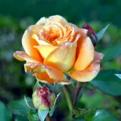 'Flora Danica'™ Rosa X 'Flora Danica'™ (Storblomstrende) A-Kvalitet,- Barrods Roser Min. 3 Grene -Tilbud Lys Haven Butik p2041 51273 rosa x flora danica storblomstrende cde9