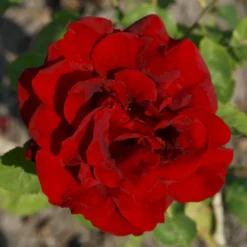 'Gisselfeld' Rosa X 'Gisselfeld' (Storblomstrende) A-Kvalitet,- Barrods Roser Min. 3 Grene