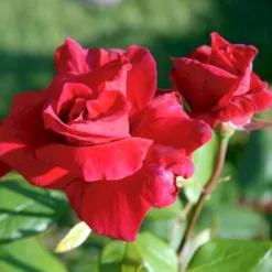 'Hanne' Rosa X 'Hanne' (Storblomstrende) A-Kvalitet,- Barrods Roser Min. 3 Grene -Tilbud Lys Haven Butik p2045 51293 rosa x hanne storblomstrende b7d9