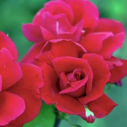 'Hanne' Rosa X 'Hanne' (Storblomstrende) A-Kvalitet,- Barrods Roser Min. 3 Grene -Tilbud Lys Haven Butik p2045 51294 rosa x hanne storblomstrende 650d