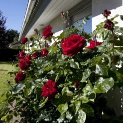 'Ingrid Bergman'® Rosa X 'Ingrid Bergman'® (Storblomstrende) A-Kvalitet,- Barrods Roser Min. 3 Grene -Tilbud Lys Haven Butik p2046 51297 rosa x ingrid bergman storblomstrende 6a10