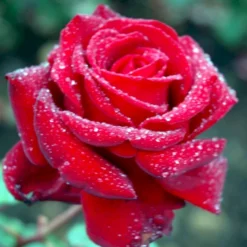 'Ingrid Bergman'® Rosa X 'Ingrid Bergman'® (Storblomstrende) A-Kvalitet,- Barrods Roser Min. 3 Grene -Tilbud Lys Haven Butik p2046 51299 rosa x ingrid bergman storblomstrende 0091