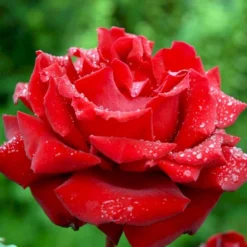 'Ingrid Bergman'® Rosa X 'Ingrid Bergman'® (Storblomstrende) A-Kvalitet,- Barrods Roser Min. 3 Grene -Tilbud Lys Haven Butik p2046 51300 rosa x ingrid bergman storblomstrende 1d3d