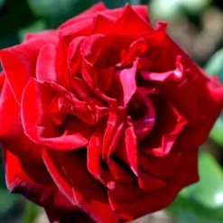 'Ingrid Bergman'® Rosa X 'Ingrid Bergman'® (Storblomstrende) A-Kvalitet,- Barrods Roser Min. 3 Grene -Tilbud Lys Haven Butik p2046 51301 rosa x ingrid bergman storblomstrende b32e