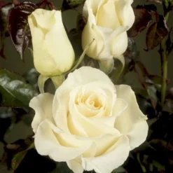 'José Carreras'™ Rosa X 'José Carreras'™ (Storblomstrende) A-Kvalitet,- Barrods Roser Min. 3 Grene
