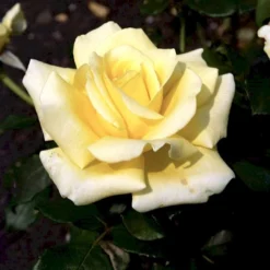 'Kaj Munk'™ Rosa X 'Kaj Munk'™ (storblomstrende) A-Kvalitet,- Barrods Roser Min. 3 Grene -Tilbud Lys Haven Butik p2048 51311 rosa x kaj munk storblomstrende 2ef7