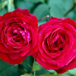 'Leonora Christine'® Rosa X 'Leonora Christine'® (Storblomstrende) A-Kvalitet,- Barrods Roser Min. 3 Grene -Tilbud Lys Haven Butik p2053 51323 rosa x leonora christine storblomstrende 51d3