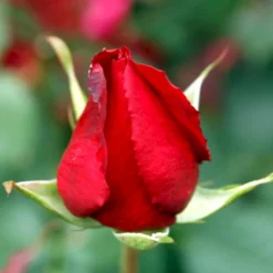 'Leonora Christine'® Rosa X 'Leonora Christine'® (Storblomstrende) A-Kvalitet,- Barrods Roser Min. 3 Grene -Tilbud Lys Haven Butik p2053 51324 rosa x leonora christine storblomstrende e274