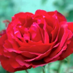 'Leonora Christine'® Rosa X 'Leonora Christine'® (Storblomstrende) A-Kvalitet,- Barrods Roser Min. 3 Grene -Tilbud Lys Haven Butik p2053 51325 rosa x leonora christine storblomstrende b115