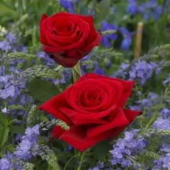 'Leonora Christine'® Rosa X 'Leonora Christine'® (Storblomstrende) A-Kvalitet,- Barrods Roser Min. 3 Grene -Tilbud Lys Haven Butik p2053 53598 rosa x leonora christine storblomstrende 4374