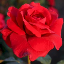 'Leonora Christine'® Rosa X 'Leonora Christine'® (Storblomstrende) A-Kvalitet,- Barrods Roser Min. 3 Grene -Tilbud Lys Haven Butik p2053 53599 rosa x leonora christine storblomstrende 9c32