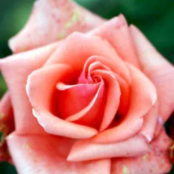 'Louisiana'® Rosa X 'Louisiana'® (Storblomstrende) A-Kvalitet,- Barrods Roser Min. 3 Grene