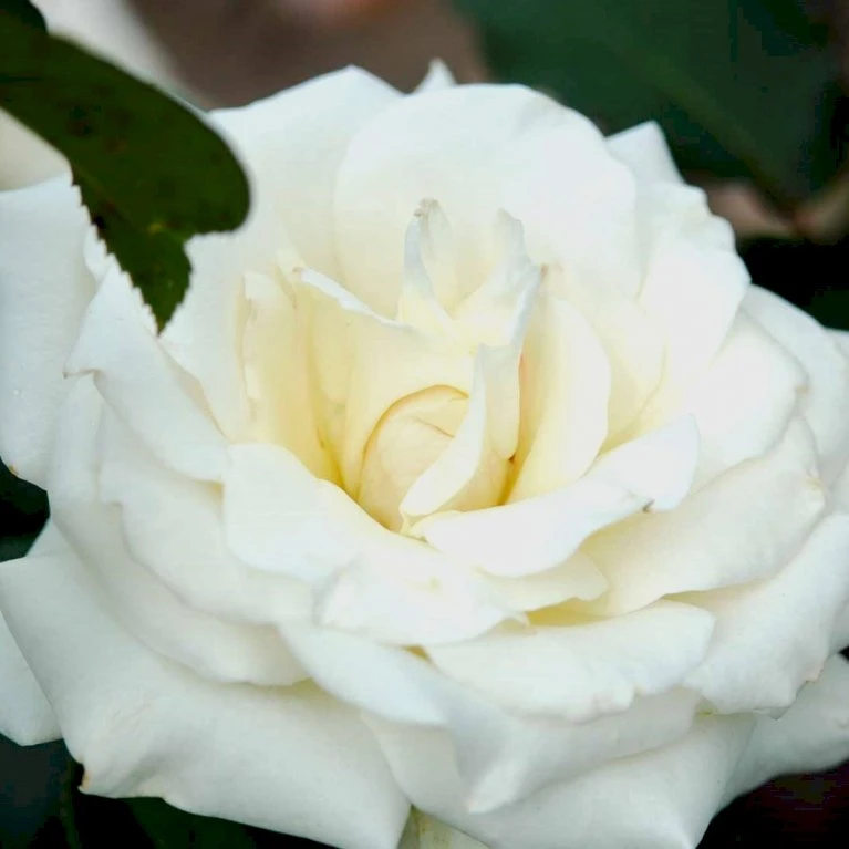 'Pascali' Rosa X 'Pascali' (Storblomstrende) A-Kvalitet,- Barrods Roser Min. 3 Grene 3 'Pascali' Rosa X 'Pascali' (Storblomstrende) A-Kvalitet,- Barrods Roser Min. 3 Grene - Billede 3