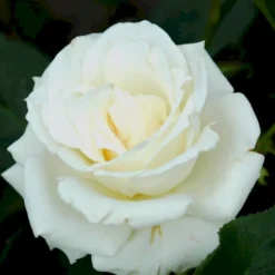 'Pascali' Rosa X 'Pascali' (Storblomstrende) A-Kvalitet,- Barrods Roser Min. 3 Grene 12 'Pascali' Rosa X 'Pascali' (Storblomstrende) A-Kvalitet,- Barrods Roser Min. 3 Grene -Tilbud Lys Haven Butik p2058 51350 rosa x pascali storblomstrende 94a0