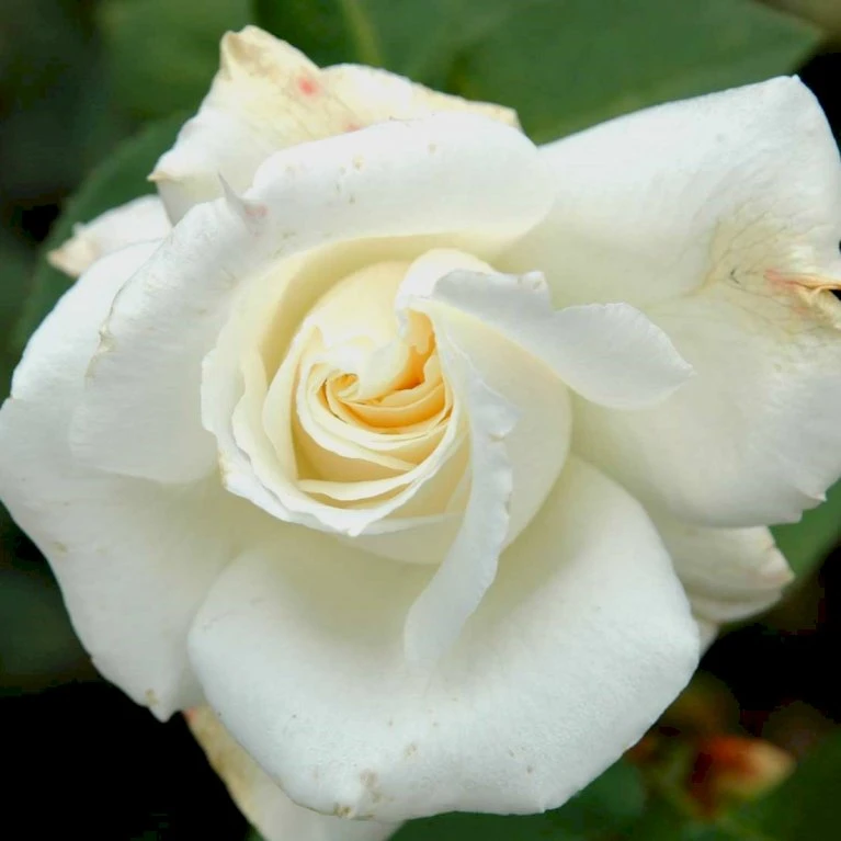 'Pascali' Rosa X 'Pascali' (Storblomstrende) A-Kvalitet,- Barrods Roser Min. 3 Grene 5 'Pascali' Rosa X 'Pascali' (Storblomstrende) A-Kvalitet,- Barrods Roser Min. 3 Grene - Billede 5