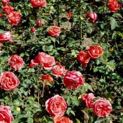 'Super Star'® Rosa X 'Super Star'® (Storblomstrende) A-Kvalitet,- Barrods Roser Min. 3 Grene -Tilbud Lys Haven Butik p2070 51390 rosa x super star storblomstrende 9e6b