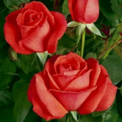 'Super Star'® Rosa X 'Super Star'® (Storblomstrende) A-Kvalitet,- Barrods Roser Min. 3 Grene -Tilbud Lys Haven Butik p2070 53992 rosa x super star storblomstrende 2fd2