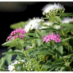 Spiræa 'Genpei' Spiraea Japonica 'Genpei' Potte 2,0 Liter,- 25-30 Cm. -Tilbud Lys Haven Butik p20712 41128 spiraea japonica genpei 0721