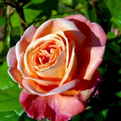 'Troika' Rosa X 'Troika' (Storblomstrende) A-Kvalitet,- Barrods Roser Min. 3 Grene