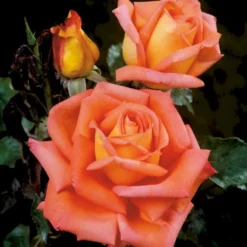'Victor Borge'™ Rosa X 'Victor Borge'™ (Storblomstrende) A-Kvalitet,- Barrods Roser Min. 3 Grene -Tilbud Lys Haven Butik p2076 51407 rosa x victor borge storblomstrende 4ce3