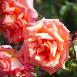 'Victor Borge'™ Rosa X 'Victor Borge'™ (Storblomstrende) A-Kvalitet,- Barrods Roser Min. 3 Grene -Tilbud Lys Haven Butik p2076 51408 rosa x victor borge storblomstrende 8c6e