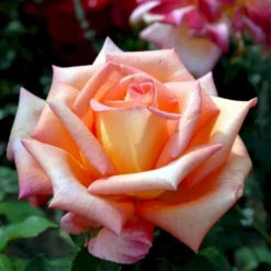 'Victor Borge'™ Rosa X 'Victor Borge'™ (Storblomstrende) A-Kvalitet,- Barrods Roser Min. 3 Grene -Tilbud Lys Haven Butik p2076 51409 rosa x victor borge storblomstrende 5a55