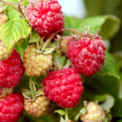 Efterårs Hindbær 'Aroma Queen'® Rubus Idaeus 'Aroma Queen'® Potte 3,0 Liter,- Opbundet