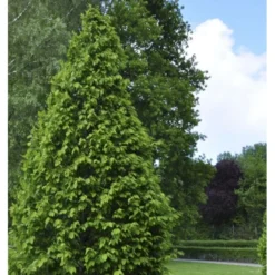 Søjleavnbøg 'Lucas' Carpinus Betulus 'Lucas' Potte 7,5 Liter 150-175 Cm.