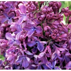 'Charles Joly' Syringa Vul. 'Charles Joly' (storblomstrende) Potte 12 Liter,- 80-100 Cm. -Tilbud Lys Haven Butik p2103 39683 syringa vul charles joly storblomstrende abdf