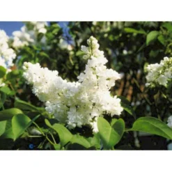 'Mme Lemoine' Syringa Vul, 'Mme. Lemoine' (storblomstrende) Potte 12 Liter,- 80-100 Cm. -Tilbud Lys Haven Butik p2107 1647 syringa vulgaris mme lemoine f290
