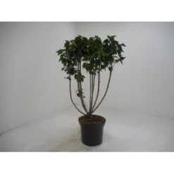 'Mme Lemoine' Syringa Vul, 'Mme. Lemoine' (storblomstrende) Potte 12 Liter,- 80-100 Cm.