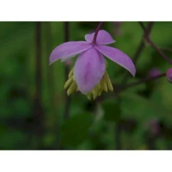 Violfrøstjerne Thalictrum Delavayi 1 Liter Potte -Tilbud Lys Haven Butik p2133 36045 thalichtrum delavayi 9bf2