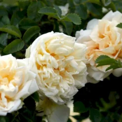 Rynket Rose 'Agnes' Rosa Rugosa 'Agnes' A-Kvalitet,- Barrods Roser Min. 3 Grene -Tilbud Lys Haven Butik p21540 52286 rosa rugosa agnes 03ca