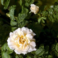 Rynket Rose 'Agnes' Rosa Rugosa 'Agnes' A-Kvalitet,- Barrods Roser Min. 3 Grene -Tilbud Lys Haven Butik p21540 52287 rosa rugosa agnes c0ac