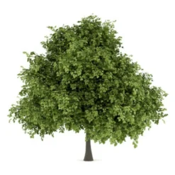 Småbladet Lind Tilia Cordata Potte 7,5 Liter 150-175 Cm. -Tilbud Lys Haven Butik p2165 8190 tilia cordata d356