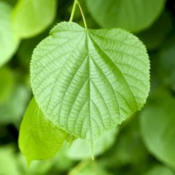 Småbladet Lind Tilia Cordata Potte 7,5 Liter 150-175 Cm. -Tilbud Lys Haven Butik p2165 8191 tilia cordata d505