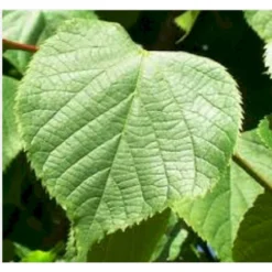 Kejserlind 'Pallida' Tilia Vulgaris 'Pallida' Alletræ, Stammeomkreds 10-12 Cm. Barrods