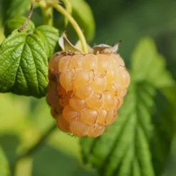 Efterårs Hindbær 'Golden Everest' Rubus Idaeus 'Golden Everest' Potte 2,0 Liter,- Opbundet -Tilbud Lys Haven Butik p21882 50665 rubus idaeus golden everest cc61