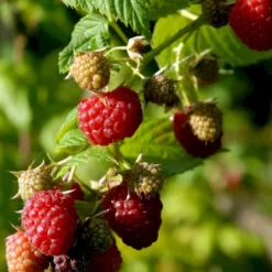 Sommer Hindbær 'Willamette' Rubus Idaeus 'Willamette' Potte 3,0 Liter,- Opbundet
