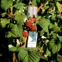 Sommer Hindbær 'Preussen II' Rubus Idaeus 'Preussen II' Potte 3,0 Liter,- Opbundet
