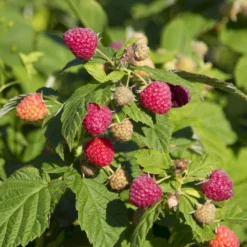 Sommer Hindbær 'Preussen II' Rubus Idaeus 'Preussen II' Potte 3,0 Liter,- Opbundet -Tilbud Lys Haven Butik p21895 50671 rubus idaeus preussen ii 3d16