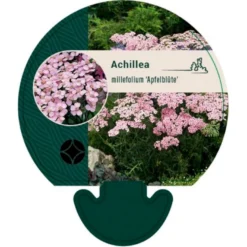 Almindelig Røllike 'Apfelblüte' Achillea Millefolium 'Apfelblüte' Bakke Med 12 Stk.