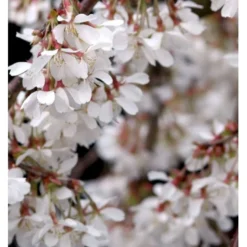 Hængende Yoshino-kirsebær 'Ivensii' Prunus Yedoensis 'Ivensii' Opstammet,- Potte 10 Liter,- 80 Cm. Stamme