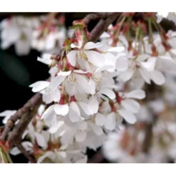 Hængende Yoshino-kirsebær 'Ivensii' Prunus Yedoensis 'Ivensii' Opstammet,- Potte 10 Liter,- 80 Cm. Stamme -Tilbud Lys Haven Butik p22115 41045 prunus yedoensis ivensii 5470